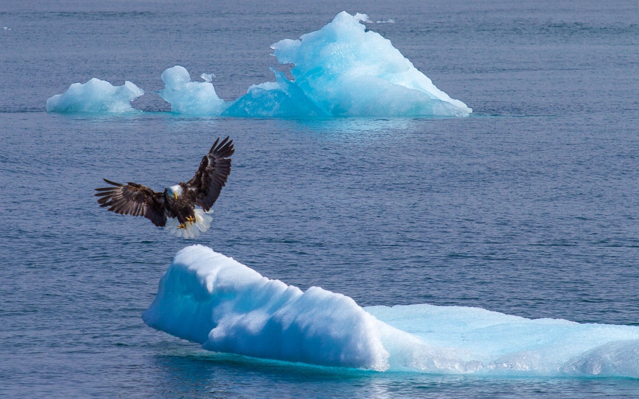 Bald eagle landing on a small iceberg in Prince William Sound