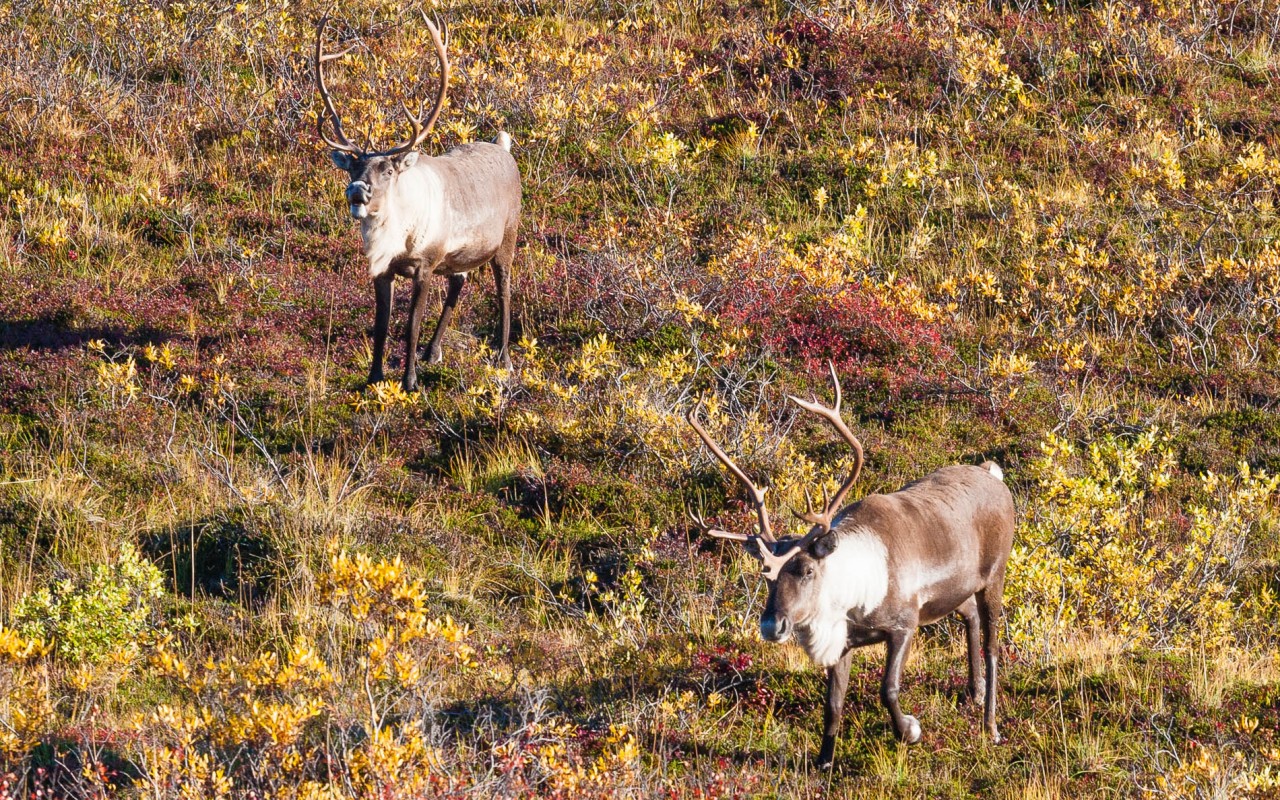 Two bull caribou on the fall tundra